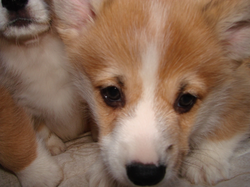 Puppies